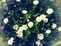 Many white daisies in top view of meadow Royalty Free Stock Photo