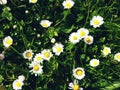 Many white daisies in top view of meadow Royalty Free Stock Photo