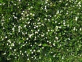 Many white daisies in top view of meadow Royalty Free Stock Photo