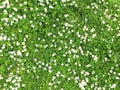 Many white daisies in top view of meadow Royalty Free Stock Photo