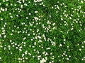 Many white daisies in top view of meadow Royalty Free Stock Photo