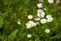 Many white daisies in top view of meadow, several Bird's-eye Speedwell also visible Royalty Free Stock Photo