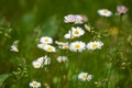 Many white daisies in top view of meadow, several Bird's-eye Speedwell also visible Royalty Free Stock Photo