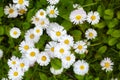 Many white daisies in top view of meadow, several Bird's-eye Speedwell also visible