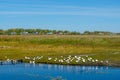 Many white domestic geese bathe and swim in a small pond near a wooden bridge against the background of trees and green fields nea Royalty Free Stock Photo