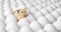 White eggs and one egg hatches chicken Royalty Free Stock Photo