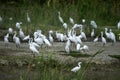 Many white egrets birds Royalty Free Stock Photo