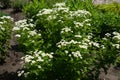 Many white flowerheads of Tanacetum parthenium in June