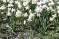 Many white flowers of beautiful daffodils in a flowerbed Royalty Free Stock Photo