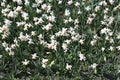 Many white flowers of beautiful daffodils in a flowerbed Royalty Free Stock Photo