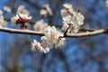 Many white flowers bloomed on the  apricot tree in spring in the garden Royalty Free Stock Photo