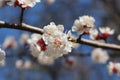 Many white flowers bloomed on the  apricot tree in spring in the garden Royalty Free Stock Photo