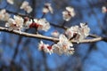 Many white flowers bloomed on the  apricot tree in spring in the garden Royalty Free Stock Photo