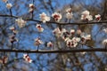 Many white flowers bloomed on the  apricot tree in spring in the garden Royalty Free Stock Photo