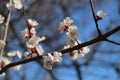 Many white flowers bloomed on the  apricot tree in spring in the garden Royalty Free Stock Photo