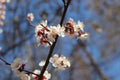 Many white flowers bloomed on the  apricot tree in spring in the garden Royalty Free Stock Photo