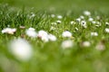 Many white flowers blooming in a green lawn Royalty Free Stock Photo