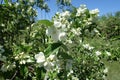 Many white flowers on branches of mock-orange against blue sky Royalty Free Stock Photo