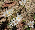 Many white flowers called crocus vernus a species in Family Irid
