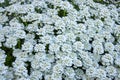 Many white flowers of Iberis saxatilis, amara or bitter candytuft