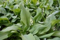 Many white flowers of lily of the valley