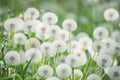 Many white fluffy dandelion flowers on the meadow. Royalty Free Stock Photo