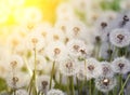 Many white fluffy dandelion flowers on the meadow. A joyous light-hearted mood. Soft selective focus.