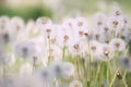 Many white fluffy dandelion flowers on the meadow. Royalty Free Stock Photo