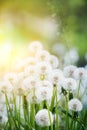 Many white fluffy dandelion flowers on the meadow. Royalty Free Stock Photo