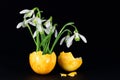 Many white fresh snowdrops grow from a yellow eggshell against a dark background Royalty Free Stock Photo