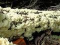 Fungi on a tree cut down. Royalty Free Stock Photo