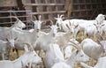 Many white goat