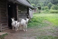 Many white, horned animals goats Royalty Free Stock Photo