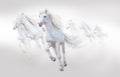 Many White Horses Running, Isolated On White Background