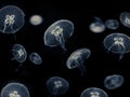 Many white jellyfish on black background , jellyfish Royalty Free Stock Photo