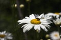 Many white large camomiles blossom in the garden in summer, background. Beautiful summer flowers Royalty Free Stock Photo