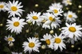 Many white large camomiles blossom in the garden in summer, background. Beautiful summer flowers Royalty Free Stock Photo