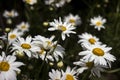 Many white large camomiles blossom in the garden in summer, background. Beautiful summer flowers Royalty Free Stock Photo