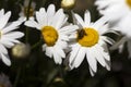 Many white large camomiles blossom in the garden in summer, background. The bee collects nectar pollen on summer flowers with Royalty Free Stock Photo