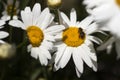 Many white large camomiles blossom in the garden in summer, background. The bee collects nectar pollen on summer flowers with Royalty Free Stock Photo