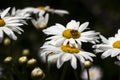 Many white large camomiles blossom in the garden in summer, background. The bee collects nectar pollen on summer flowers with Royalty Free Stock Photo