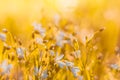 Many white meadow wild flower on natural sunset background in field. Vintage outdoor autumn soft fresh photo Royalty Free Stock Photo