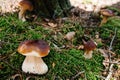 Many White mushroom found in a pine wood. Mushroom growing in the Autumn forest. Group of beautiful mushrooms in the moss. Boletus