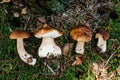 Many White mushroom found in a pine wood. Mushroom growing in the Autumn forest. Group of beautiful mushrooms in the moss. Boletus Royalty Free Stock Photo