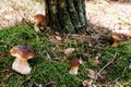 Many White mushroom found in a pine wood. Mushroom growing in the Autumn forest. Group of beautiful mushrooms in the moss. Boletus