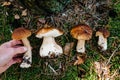 Many White mushroom in the hands of a man. Mushrooms picker. Mushroomer gathering. Boletus edulis. Edible mushroom in the forest Royalty Free Stock Photo