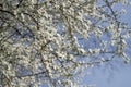 Many White plum blossoms in the spring season_009 Royalty Free Stock Photo