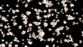 Flying many popcorns on black background. White salty popcorn. Healthy food. Corn seed. 3D loop animation of popcorn rotating.