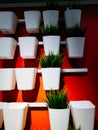 Many white pots hanging on the wall, some of them empty and some with flowers. Royalty Free Stock Photo