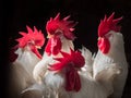 Many white rooster in a dark barn on a farm. dark background. Beautiful domestic cocks in a chicken coop. Agriculture Royalty Free Stock Photo